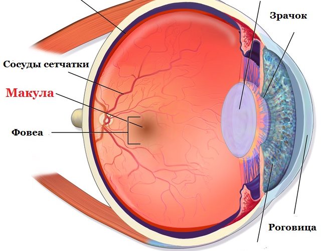 Сквозной макулярный разрыв сетчатки